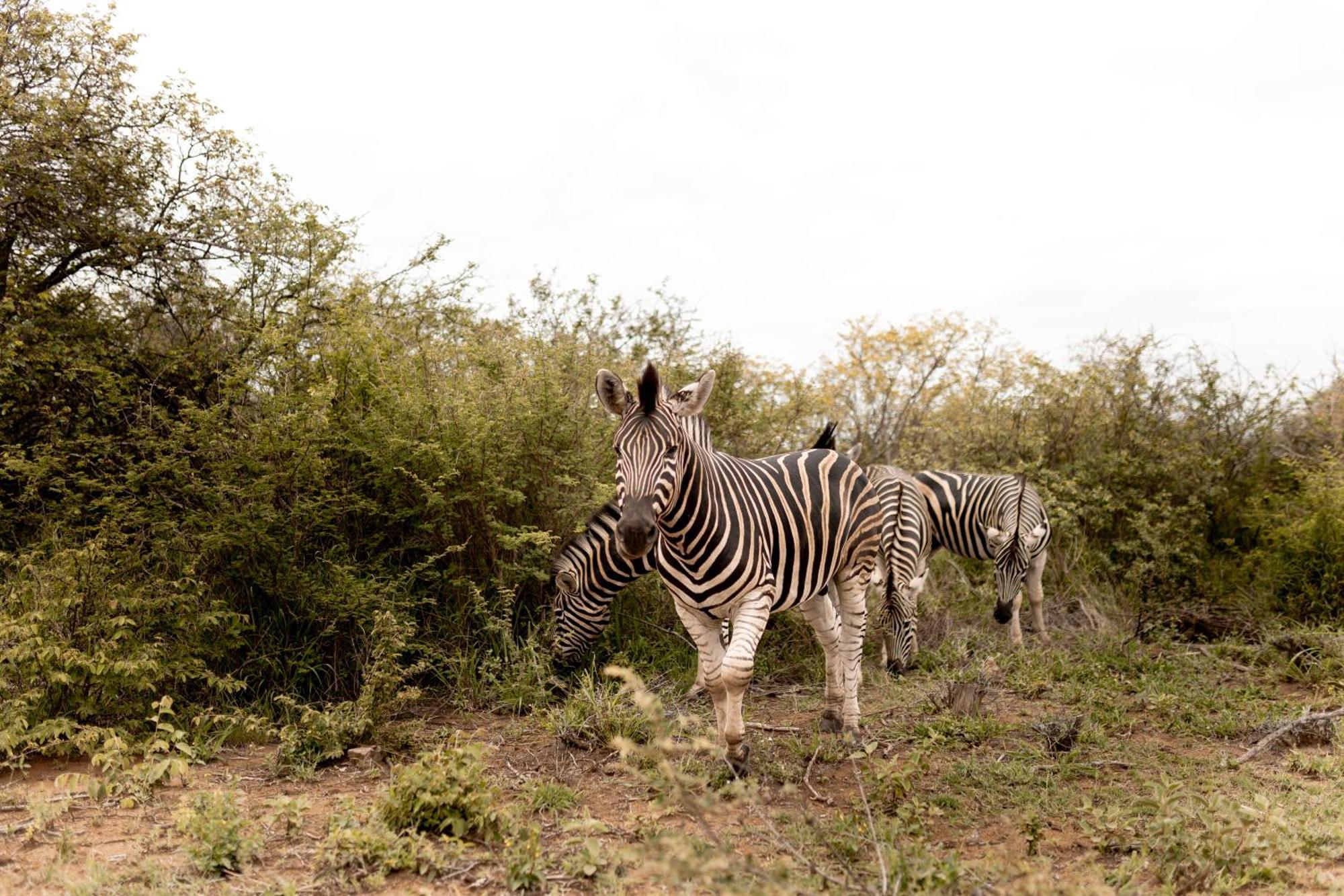 Little Kubu Lodge Hoedspruit Exterior foto